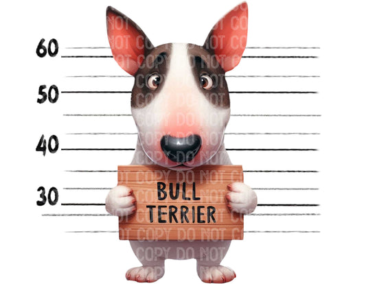 Bull Terrier Baddie