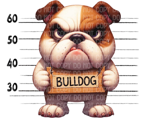 Bulldog Baddie