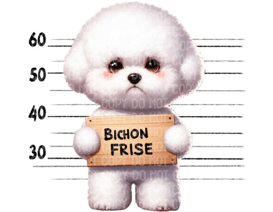 Bichon Frise Baddie