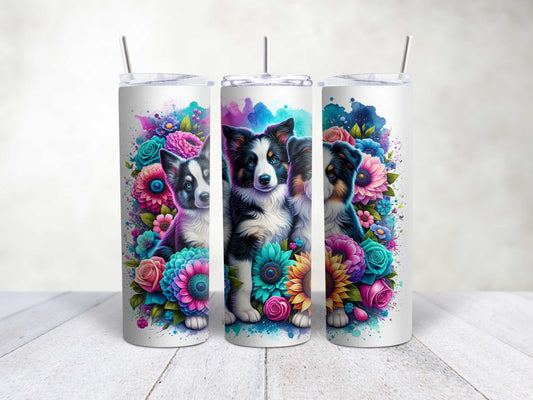 Border Collies