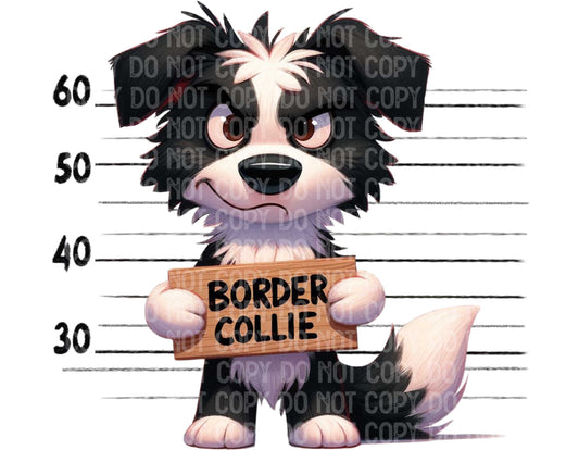 Border Collie Baddie