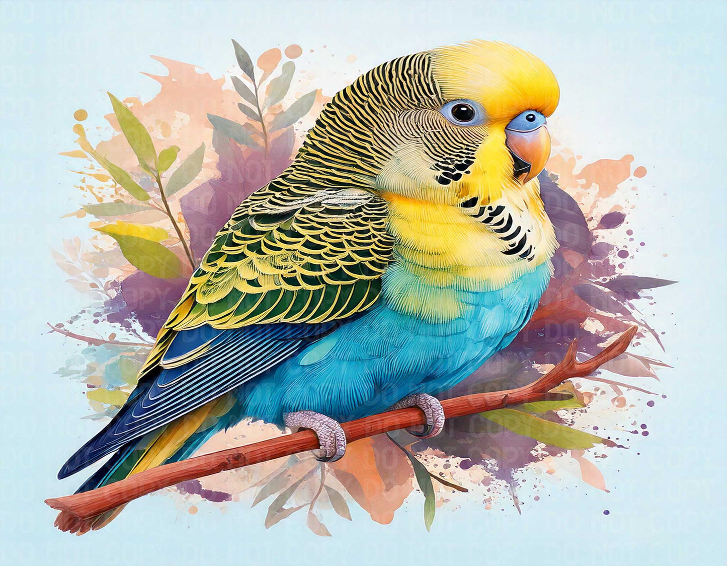 Budgie