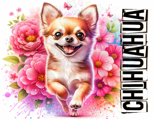 Chihuahua
