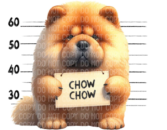 Chow Chow Baddie