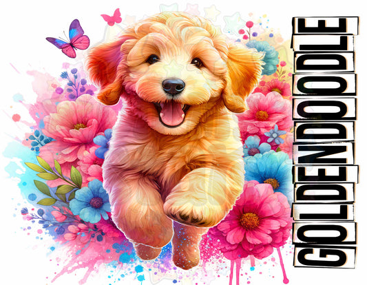 Golden Doodle