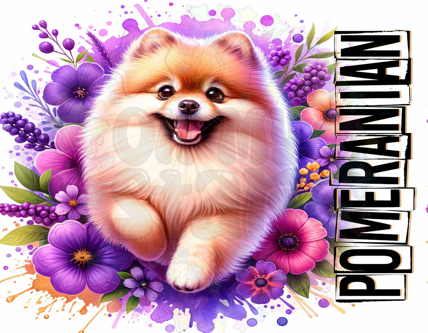 Pomeranian