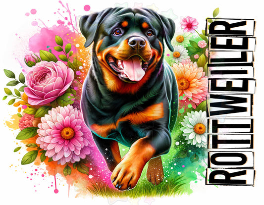 Rottweiler