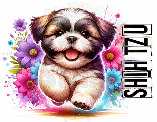 Shi Tzu