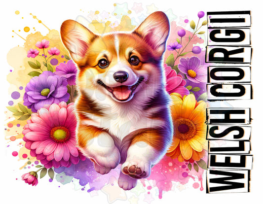 Welsh Corgi