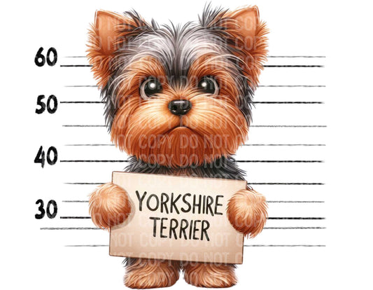 Yorkshire Terrier Baddie