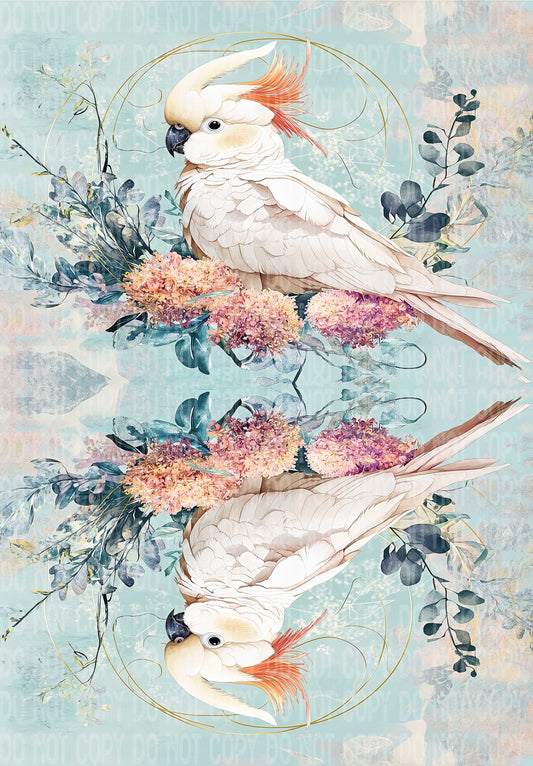 Cockatoo