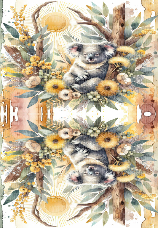 Koala