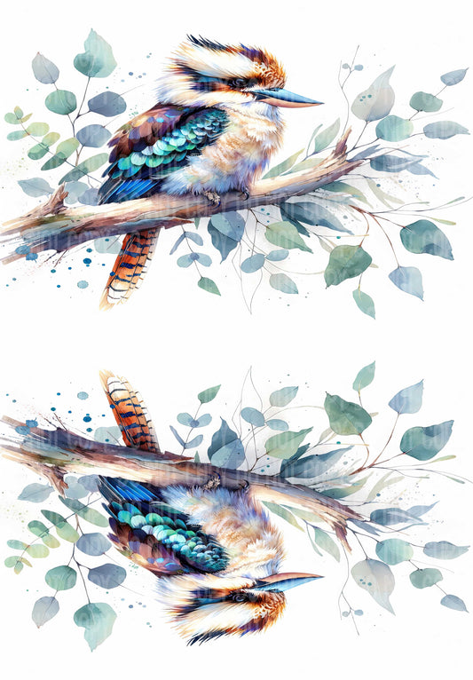 Kookaburra